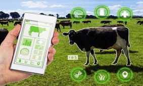 بررسی سلامتی گاوها با ساعت هوشمند