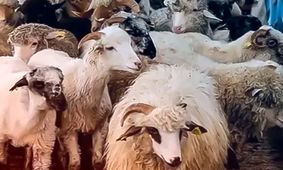 آخرین قیمت دام زنده امروز ۷ مرداد ۱۴۰۴  / ارزان ترین استان مشخص شد + جدول