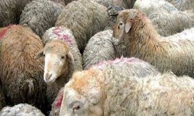 بازار گوساله زنده نوسانی شد /قیمت انواع دام زنده امروز ۱ اردیبهشت