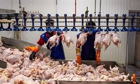 پشت پرده افزایش خرید دم مرغ توسط مردم / ماجرا چیست ؟!