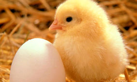 قیمت هر شانه تخم مرغ چند ؟!