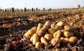 در این تاریخ سیب زمینی ارزان می شود / خرید میوه نوبرانه آرزو شد !