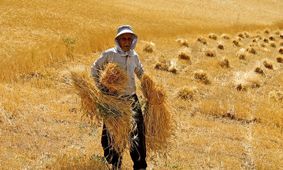 پیری در کشاورزی/ سن کشاورزان ایرانی 6 سال بالا رفت!