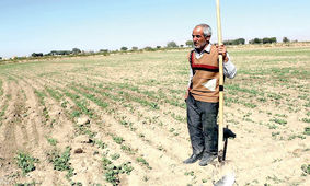 زنگ خطر  تامین غذا در کشور  به صدا درآمد / جمعیت کشاورزان هرسال کمتر از پارسال

