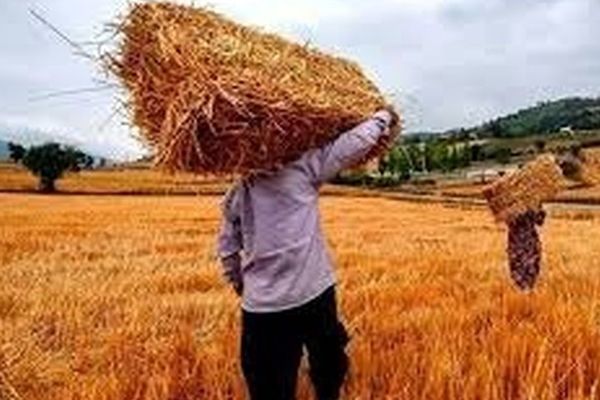 نهاده های فروخته شده گران  می شود؟