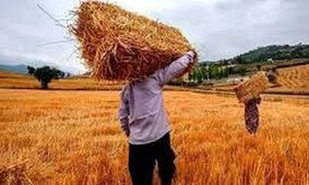 نهاده های فروخته شده گران  می شود؟