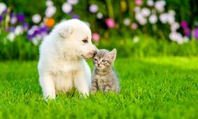 واردات سگ و گربه به ایران قانونی شد!