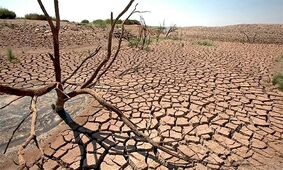 پیش‌بینی آثار خشکسالی زیست‌بوم‌ها با بررسی الگوهای تنفس گیاهان
