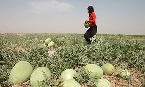 بحران قیمت، کشاورزان را به نابودی هندوانه‌ها کشاند + فیلم