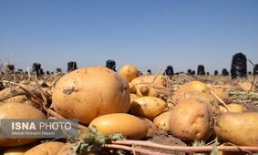 با صدور مجوز سیب زمینی قیمت ها افزایش پیدا می کند؟