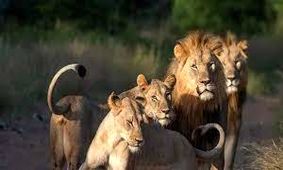 این زن طعمه شیر گرسنه شد / شیر نر او را یک لقمه کرد !