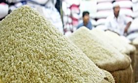 جنجال ممنوعیت واردات برنج در فصل برداشت/ نظر قانون چیست؟