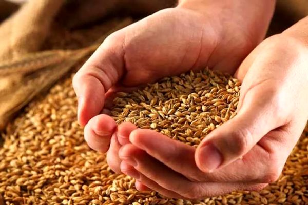 وعده جدید و جنجالی دولت به گندمکاران