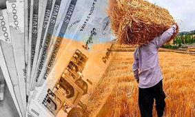 خبر خوش برای گندمکاران 