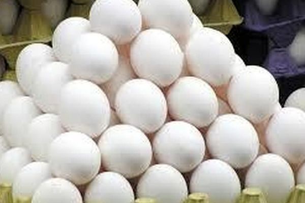 افزایش نجومی قیمت تخم مرغ! قیمت یک شانه تخم مرغ رکورد زد!