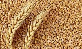 خرید گندم هنوز به صرفه تر از نهاده های دامی است/ افزایش قیمت گندم به بهانه جلوگیری از قاچاق؟ 
