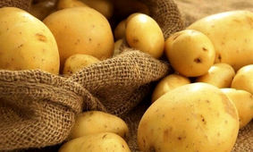 سیب زمینی با مخ زمین خورد