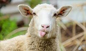 به جای خرید طلا و سکه با خرید گوسفند سرمایه‌گذاری کنید
