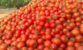گوجه فرنگی دانه ای 18 هزار تومان / 4 برابر ناقابل !
