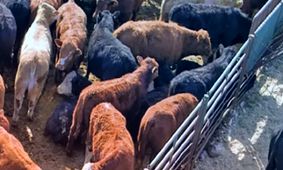 قیمت دام زنده امروز 20 مرداد 1404 / ارزان ترین استان کدام است؟