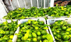 فعلا برای خرید نارنگی نوبرانه عجله نکنید!