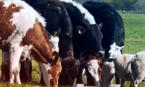 قیمت دام زنده‌ امروز ۲ مرداد ۱۴۰۴ / ارزان ترین و گران ترین استان ها کدامند؟+ جدول