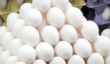 موج جدید گرانی در بازار تخم مرغ / هر شانه 30 عددی چند ؟!