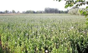 تصویب قانون جدید/ کِشت خشخاش در ایران آزاد شد