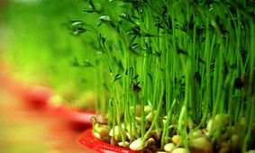 «سیزده‌بدر» در کشورهای دیگر چه خبر است؟