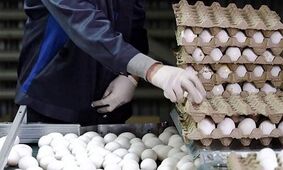 خبر مهم از قیمت تخم مرغ