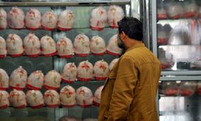 منتظر ارزان شدن قیمت مرغ نباشید !  + فیلم