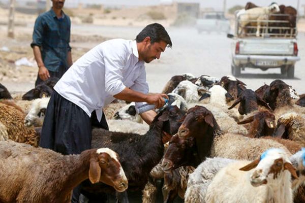 جدیدترین قیمت دام زنده امروز ۱۶ تیر ۱۴۰۴ + جدول
