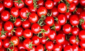 پشت پرده افزایش قیمت گوجه فرنگی فاش شد 