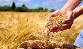 حق گندمکاران یا لطف دولت؟ پشت پرده تسویه مطالبات