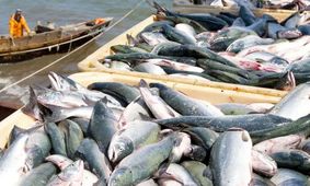 قیمت ماهی در جنوب از کنترل خارج شد / ماهی در مسیر طلا شدن!