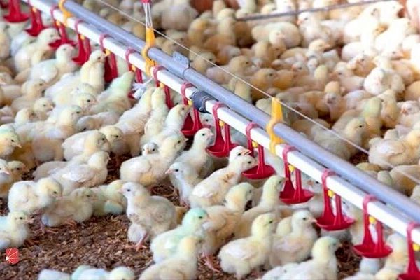 دولت پشت سر جوجه‌های یک روزه در آمد