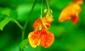 با گل جواهر نارنجی آشنا شوید / این گل به دینامیت طبیعت معروف است + فیلم