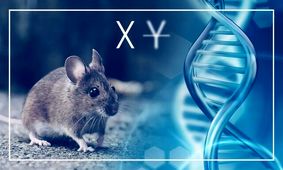 حل یک معمای مهم در بدن موش‌های نر
