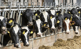 آخرین آمار از گوساله هایی که وارد بازار می شوند / گوشت قرمز آماده گرانی