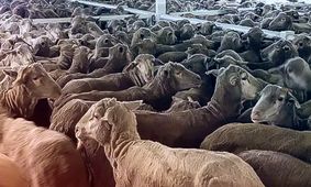 قیمت دام زنده امروز ۱۹ مرداد ۱۴۰۴ + جدول کامل و به‌روز