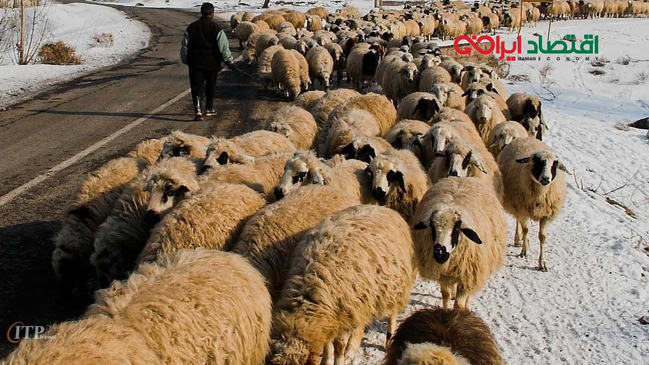 جدیدترین قیمت گوسفند زنده / گوساله  چقدر گران شد ؟