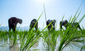 دستور ویژه رئیس‌جمهور برای خرید برنج شمال
