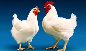 پشت پرده خرید و فروش مرغ در کوچه‌ پس‌کوچه‌های اطراف میدان بهمن‌