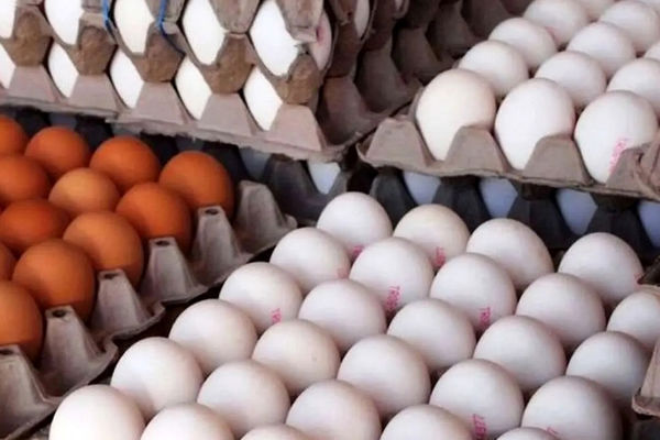 قیمت رسمی هر شانه تخم مرغ اعلام شد
