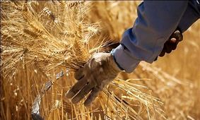 قیمت تضمینی خرید گندم برای سال جاری اعلام شد!