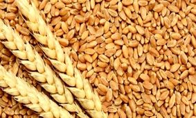 قیمت خرید تضمینی گندم افزایش یافت 