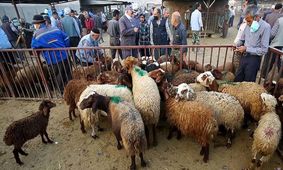  گوسفند و گوساله در کدام استان ارزان‌تر است؟ + جدول 