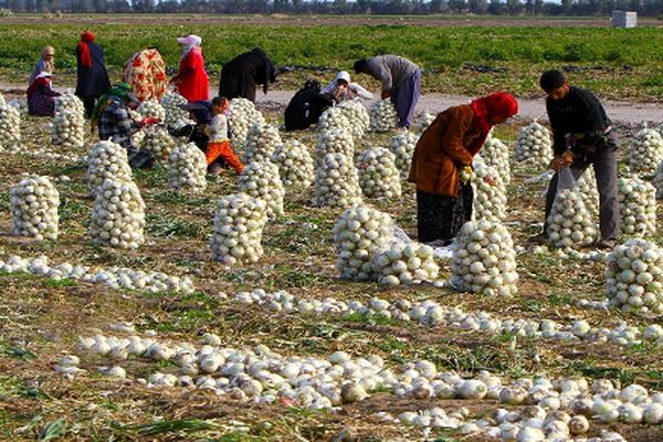 قیمت پیاز اشک کشاورزان را درآورد  + جزییات