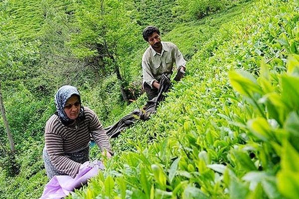 حساب این گروه از کشاورزان پرپول شد