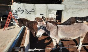 تبلیغات کار خودش را کرد؛ قیمت شیر الاغ باورنکردنی شد/ این پنیر کیلویی پنج میلیون تومان!

